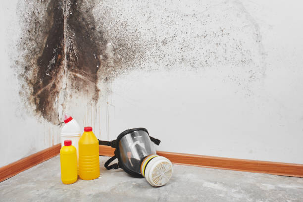 Best Mold Damage Repair  in Roebuck, SC