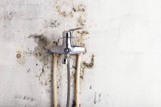 Best Mold Removal Near Me  in Roebuck, SC