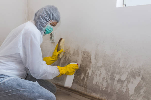 Best Mold Damage Repair  in Roebuck, SC