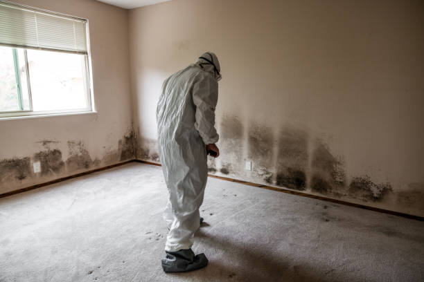 Professional Mold Removal in Roebuck, SC