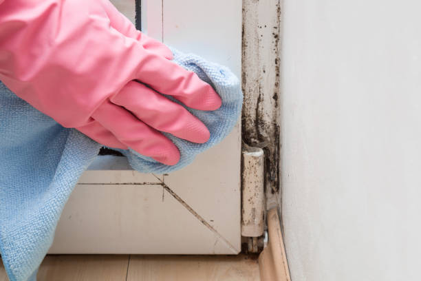 Best Same-Day Mold Removal  in Roebuck, SC